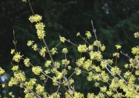  - Kattinson a nagyobb méretért