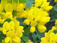 Coronilla valentina (Sárga koronafürt)