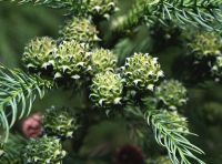 Cryptomeria japonica (Japán szugifenyő)