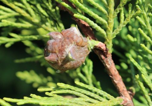 Cupressocyparis leylandii (Leyland-ciprus)