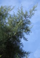  - Kattinson a nagyobb méretért