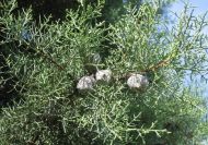 Cupressus arizonica (Arizónai ciprus)