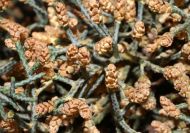 Cupressus glabra (Arizónai ciprus)