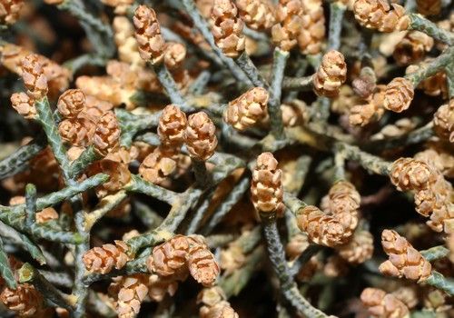 Cupressus glabra (Arizónai ciprus)