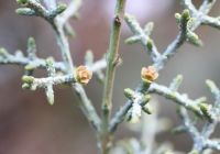  - Kattinson a nagyobb méretért