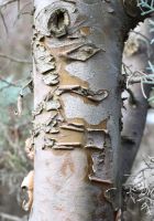  - Kattinson a nagyobb méretért