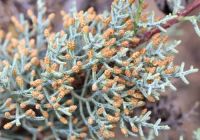  - Kattinson a nagyobb méretért