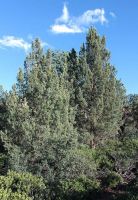  - Kattinson a nagyobb méretért