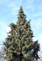  - Kattinson a nagyobb méretért