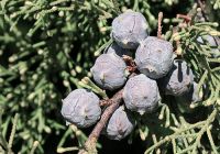 Cupressus lindleyi 80-100cm