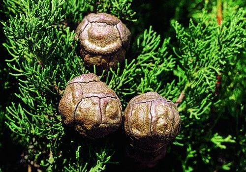 Cupressus sempervirens 'Totem' (Karcsú oszlopos európai ciprus)