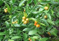  - Kattinson a nagyobb méretért