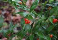 Danae racemosa (Perzsa csodabogyó)