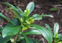 Daphne laureola (Babérboroszlán)