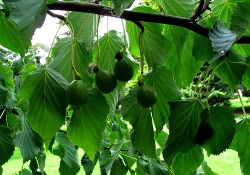 Davidia involucrata (Galambfa)