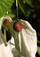  - Kattinson a nagyobb méretért