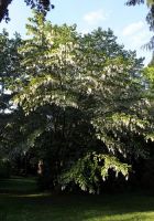  - Kattinson a nagyobb méretért