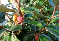 Elaeagnus x ebbingei (Széleslevelű ezüstfa)