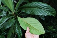  - Kattinson a nagyobb méretért