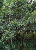  - Kattinson a nagyobb méretért