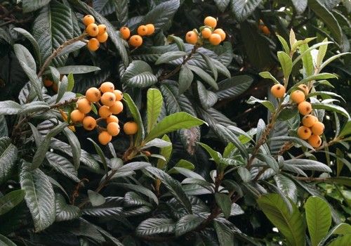 Eriobotrya japonica (Japán naspolya)