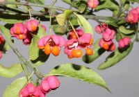  - Kattinson a nagyobb méretért