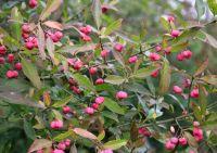  - Kattinson a nagyobb méretért