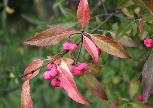 Euonymus europaeus (Közönséges kecskerágó)