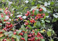  - Kattinson a nagyobb méretért