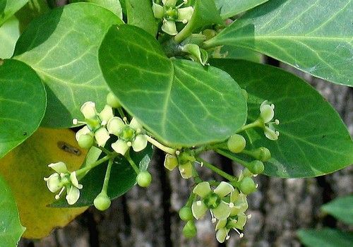 Euonymus fortunei 'Radicans' (Kúszó kecskerágó)