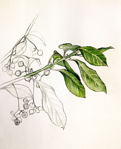 Euonymus fortunei Coloratus