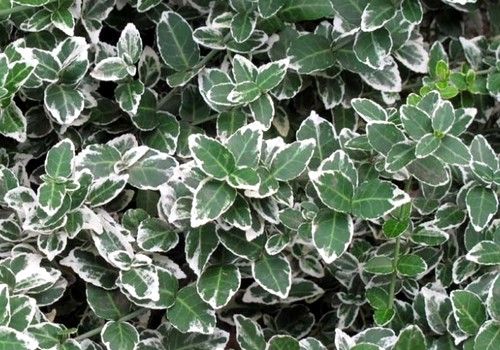 Euonymus fortunei 'Emerald Gaiety' (Fehértarka kúszó kecskerágó) 