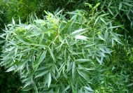 Fraxinus angustifolia (Keskenylevelű kőris)