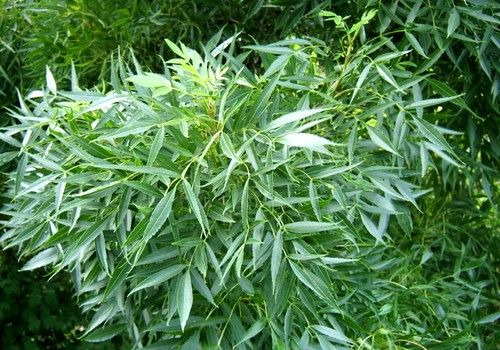 Fraxinus angustifolia (Keskenylevelű kőris)