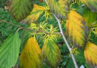Hamamelis virginiana (Nagylevelű varázsmogyoró, Virginiai varázsmogyoró)