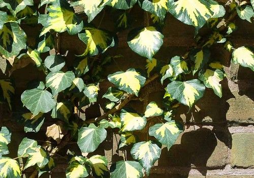 Hedera helix 'Goldheart' (Borostyán)