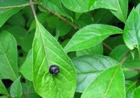 Helwingia japonica (Japán gyöngylevél)