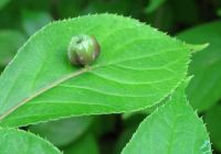  - Kattinson a nagyobb méretért