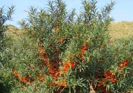Hippophae rhamnoides (Homoktövis)