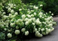 Hydrangea arborescens ’Annabell’ (’Annabell’ cserjés hortenzia) 