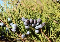  - Kattinson a nagyobb méretért