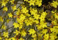 Jasminum nudiflorum 