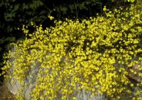  - Kattinson a nagyobb méretért