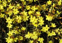  - Kattinson a nagyobb méretért