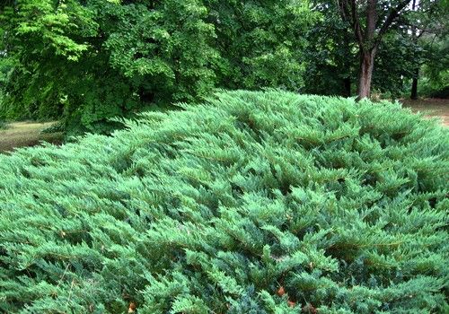 Juniperus sabina (Szagos boróka, Nehézszagú boróka) 