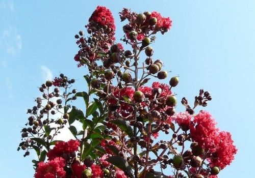 Lagerstroemia indica 'Carolina Beauty' (Carolina Beauty selyemmirtusz)