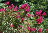 Lagerstroemia 'Red Imperator' (Vörös császár selyemmirtusz)