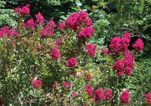 Lagerstroemia 'Red Imperator' (Vörös császár selyemmirtusz)