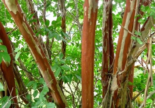 Lagerstroemia indica 'Natchez' (Hófehér virágú selyemmirtusz)