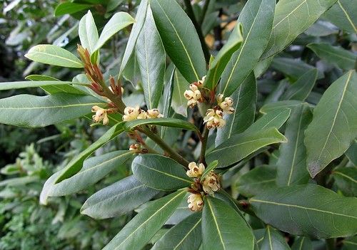 Laurus nobilis (Közönséges, nemes babér) 160-220 cm